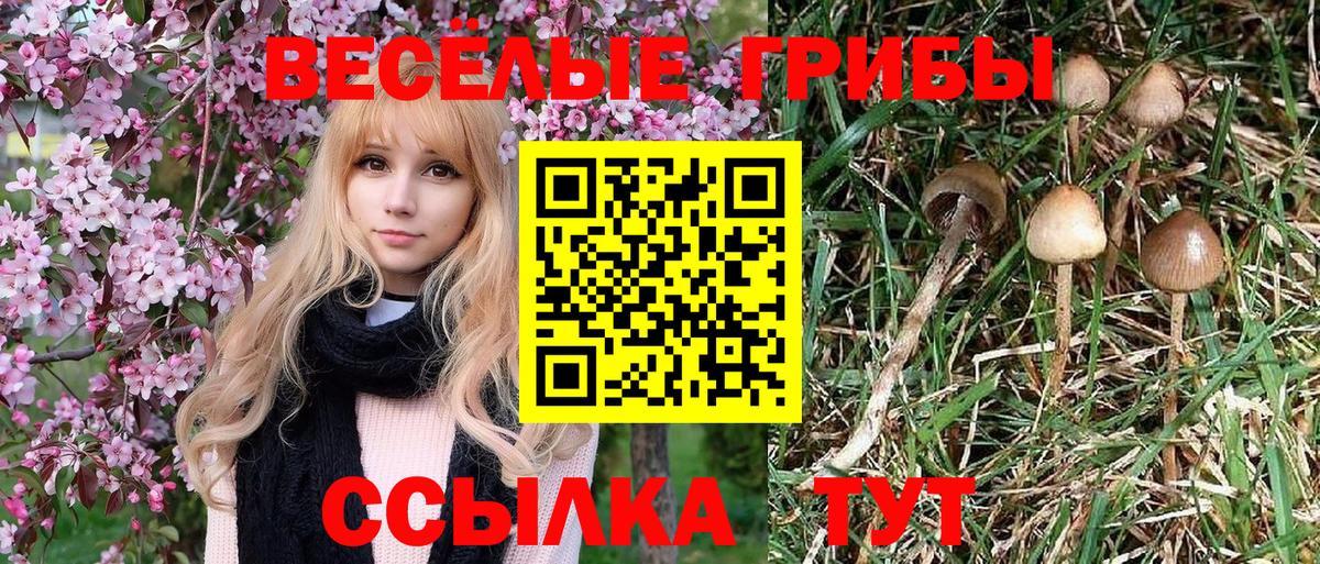 Галлюциногенные грибы Psilocybe Рубцовск